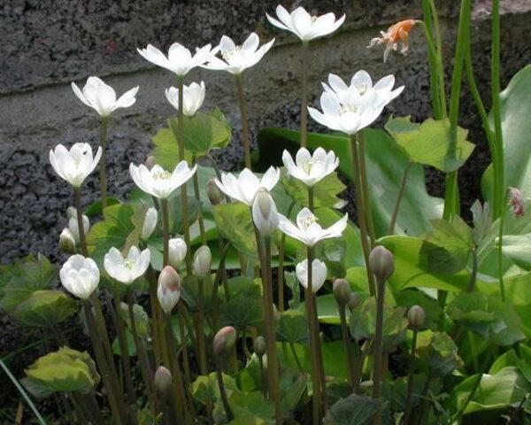 Planting and caring for dubious Jeffersonia in the open field