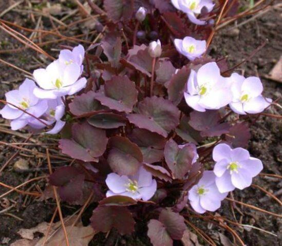 Planting and caring for dubious Jeffersonia in the open field