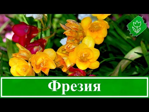 Planting and caring for freesia: flower description + growing at home and outdoors, storing bulbs