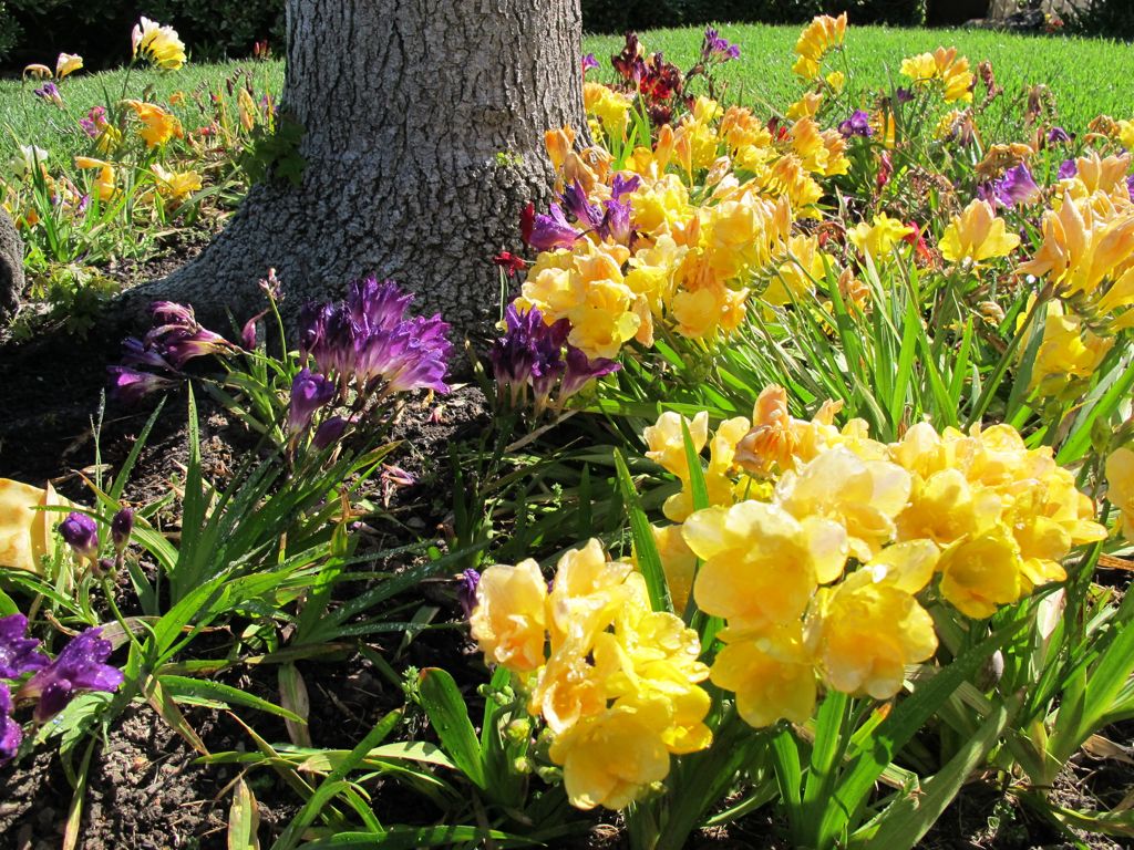 Planting and caring for freesia: flower description + growing at home and outdoors, storing bulbs