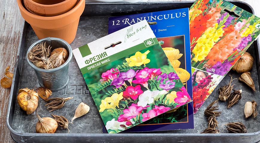 Planting and caring for freesia: flower description + growing at home and outdoors, storing bulbs