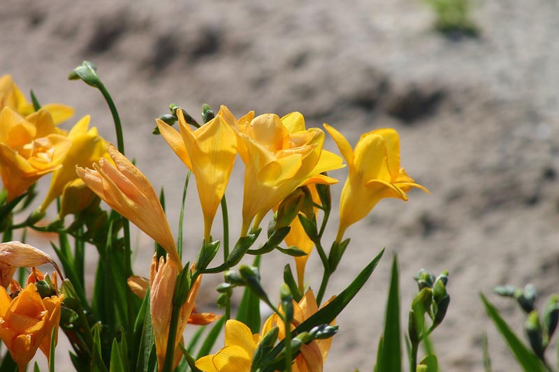 Planting and caring for freesia: flower description + growing at home and outdoors, storing bulbs