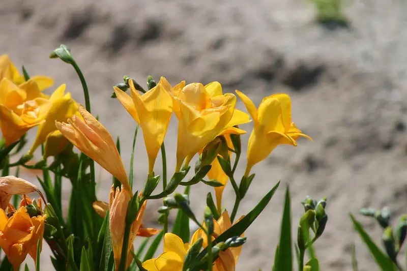 Planting and caring for freesia: flower description + growing at home and outdoors, storing bulbs