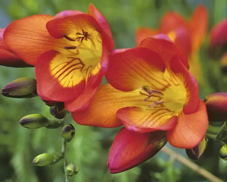 Planting and caring for freesia: flower description + growing at home and outdoors, storing bulbs