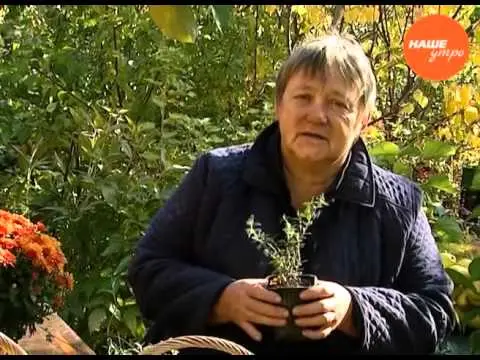 Planting and caring for garden lingonberries at their summer cottage and in the garden