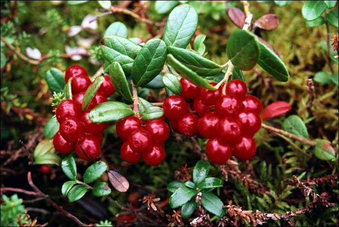 Planting and caring for garden lingonberries at their summer cottage and in the garden