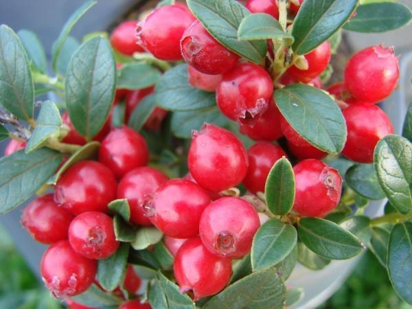 Planting and caring for garden lingonberries at their summer cottage and in the garden