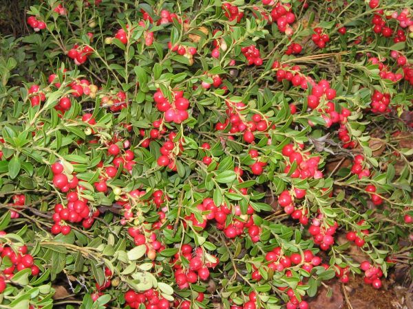 Planting and caring for garden lingonberries at their summer cottage and in the garden