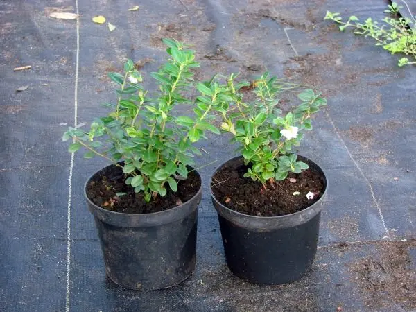 Planting and caring for garden lingonberries at their summer cottage and in the garden