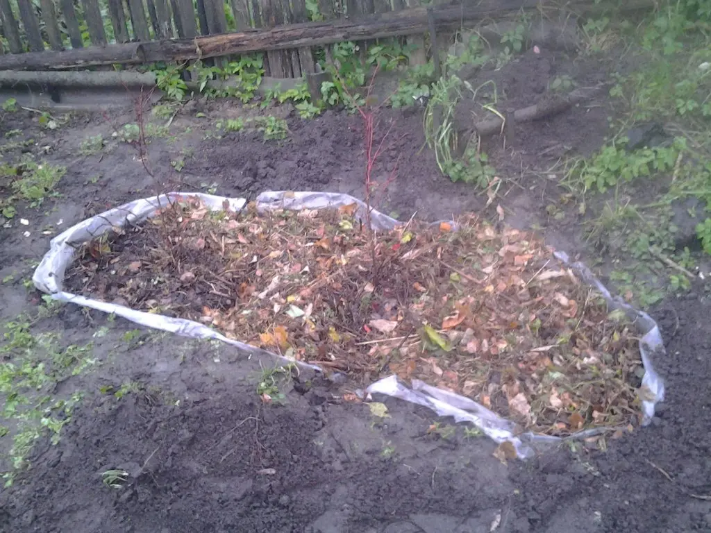 Planting and caring for garden lingonberries at their summer cottage and in the garden