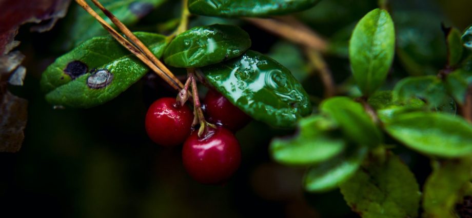 Planting and caring for garden lingonberries at their summer cottage and in the garden