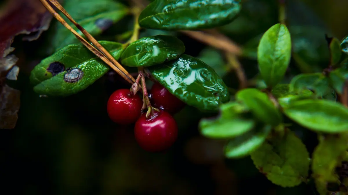 Planting and caring for garden lingonberries at their summer cottage and in the garden