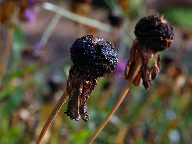 Planting and caring for gelenium in the open field