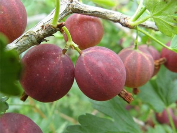 Planting and caring for gooseberries in the Moscow region: the secrets of a good harvest