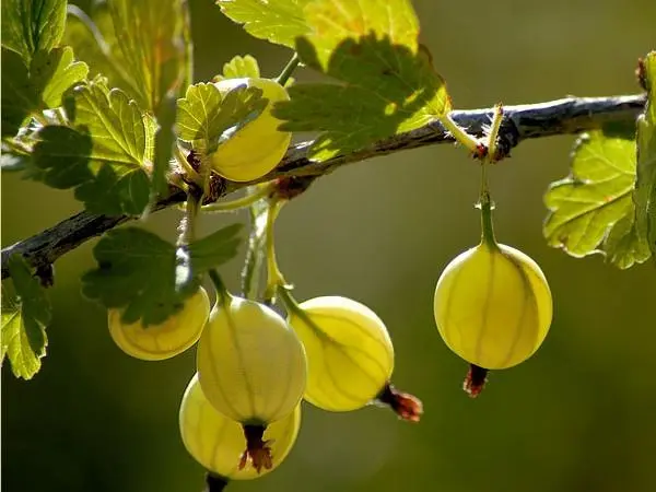 Planting and caring for gooseberries in the Moscow region: the secrets of a good harvest