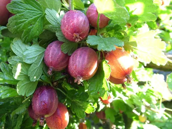 Planting and caring for gooseberries in the Moscow region: the secrets of a good harvest