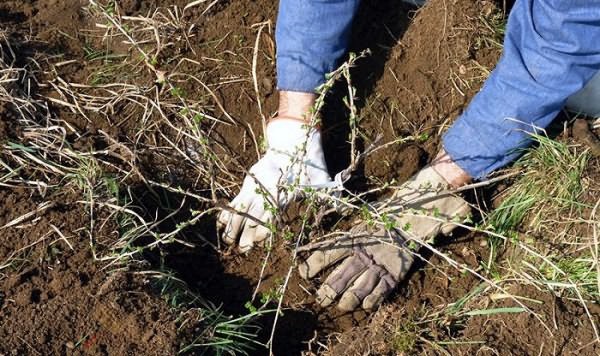 Planting and caring for gooseberries in the Moscow region: the secrets of a good harvest