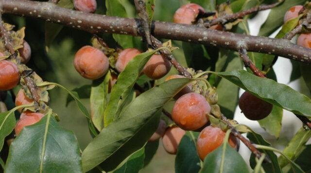 Planting and caring for persimmons in the open field