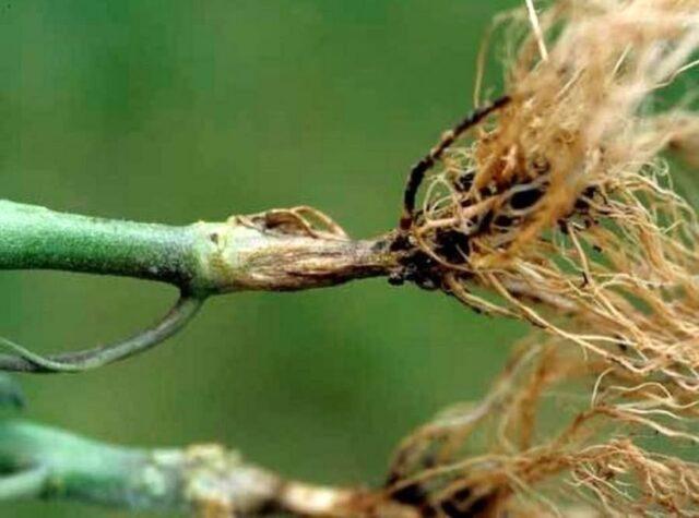 Planting and caring for persimmons in the open field