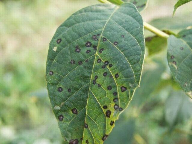 Planting and caring for persimmons in the open field