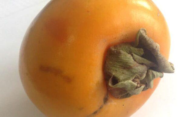 Planting and caring for persimmons in the open field