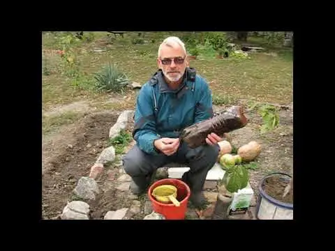 Planting and caring for persimmons in the open field