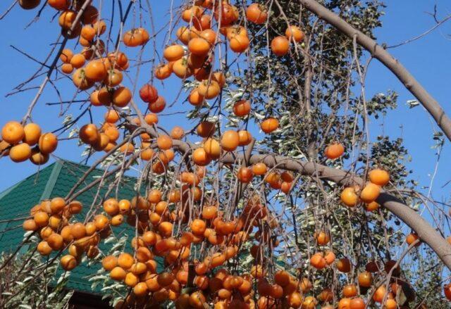 Planting and caring for persimmons in the open field