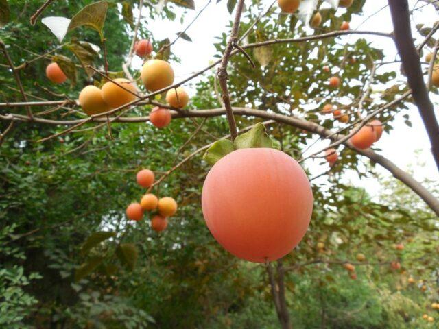 Planting and caring for persimmons in the open field