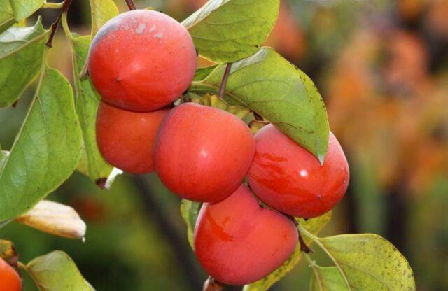 Planting and caring for persimmons in the open field