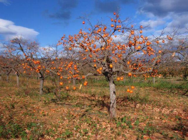 Planting and caring for persimmons in the open field