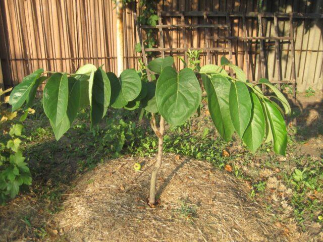 Planting and caring for persimmons in the open field