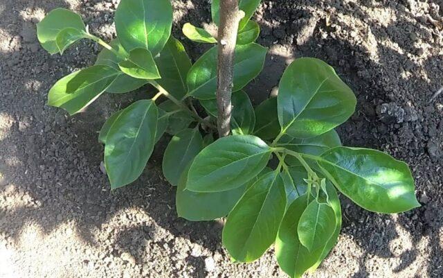 Planting and caring for persimmons in the open field