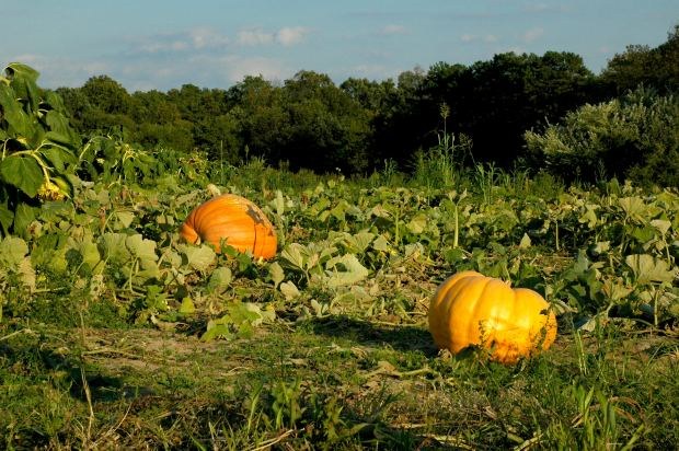 Planting and caring for pumpkins: planting seedlings in open ground