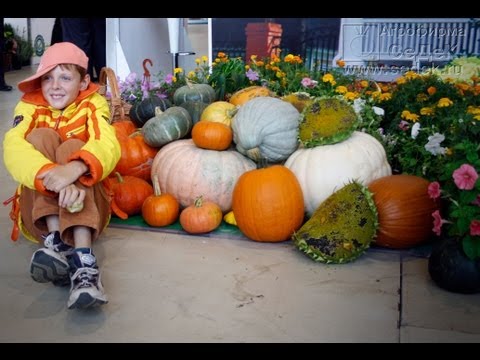 Planting and caring for pumpkins: planting seedlings in open ground