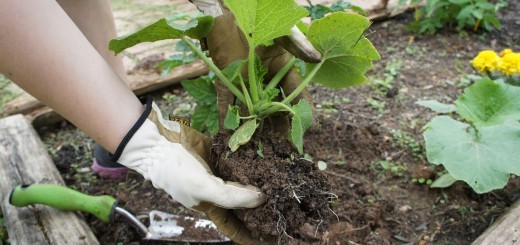 Planting and caring for pumpkins: planting seedlings in open ground