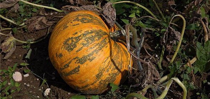 Planting and caring for pumpkins: planting seedlings in open ground