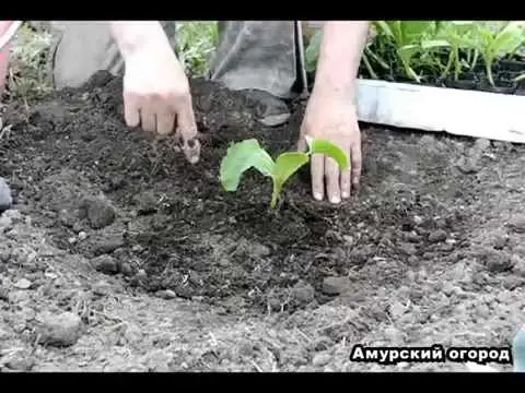 Planting and caring for pumpkins: planting seedlings in open ground