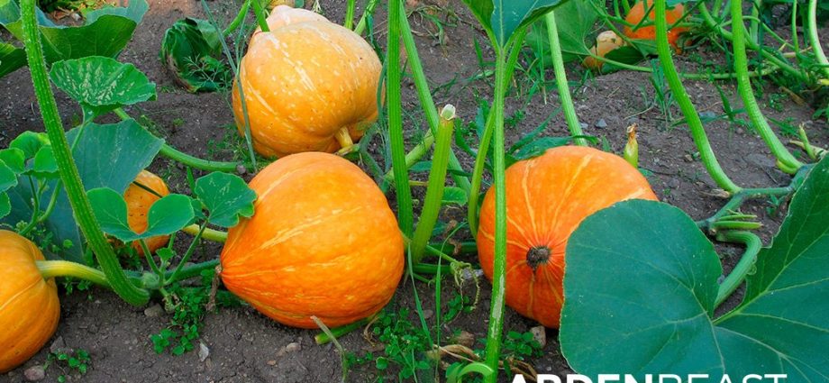 Planting and caring for pumpkins: planting seedlings in open ground