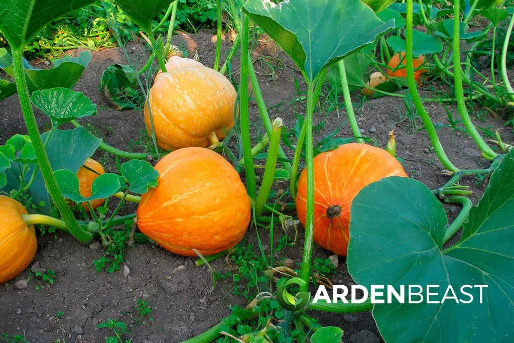 Planting and caring for pumpkins: planting seedlings in open ground