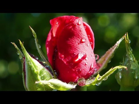 Planting and caring for roses in the Moscow region in spring