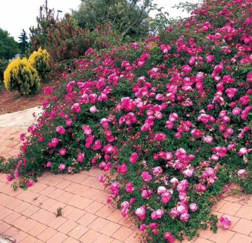 Planting and caring for roses in the Moscow region in spring