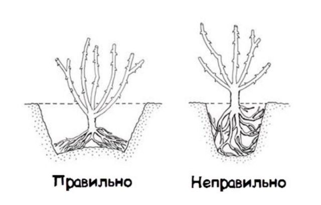 Planting and caring for roses in the Moscow region in spring