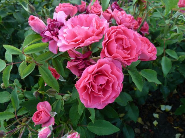 Planting and caring for roses in the Moscow region in spring