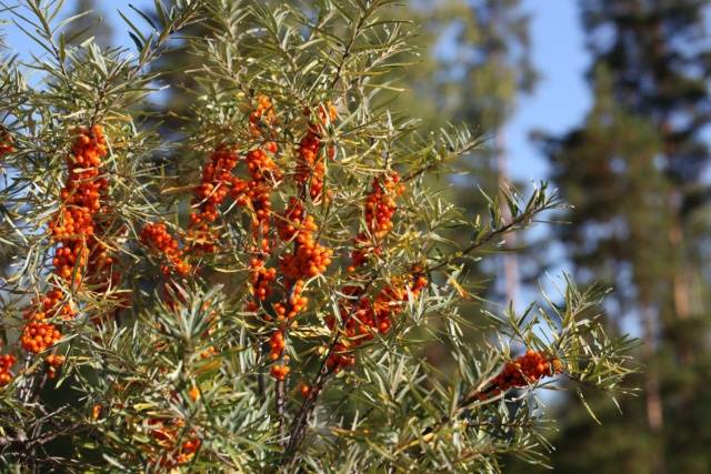 Planting and caring for sea buckthorn