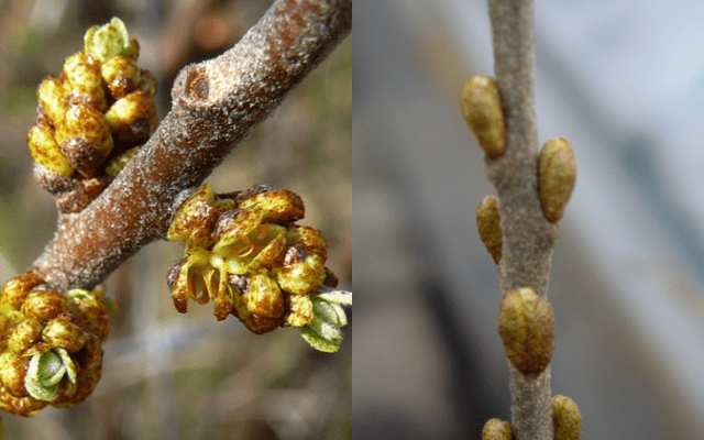 Planting and caring for sea buckthorn