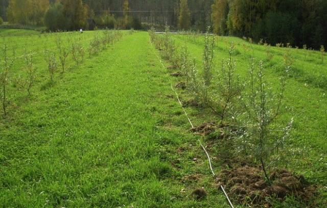 Planting and caring for sea buckthorn