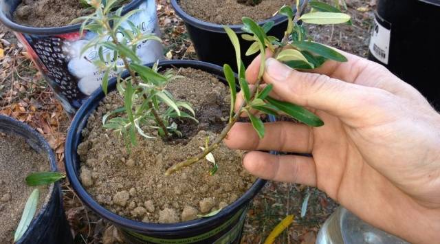 Planting and caring for sea buckthorn