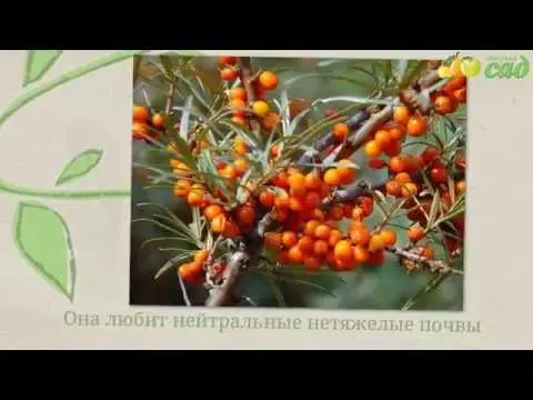 Planting and caring for sea buckthorn