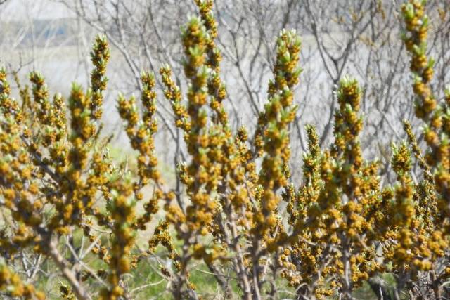 Planting and caring for sea buckthorn