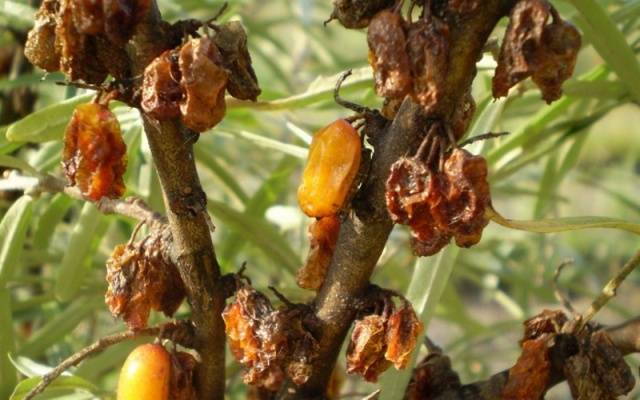 Planting and caring for sea buckthorn